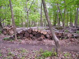 Side View of the Log Pile